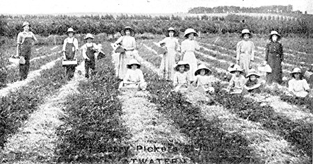 A productive strawberry field at P. H. Peterson's Atwater
fruit farm.