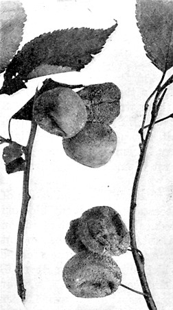 Brown rot of plums showing the small, grayish brown tufts
of spores. Can be controlled by destroying mummies and thorough
spraying.