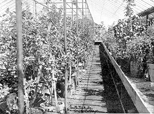 View in fruit-breeding greenhouse, State College,
Brookings, S. D.

This is Prof. N. E. Hansen's laboratory, where he works out his problems
in cross-breeding. (See opposite page.)
