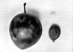 The Waneta plum. A promising variety originated and
introduced by Prof. N. E. Hansen.