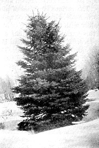 Specimen Colorado blue spruce at Dewain Cook's.