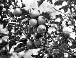 Winesap apples top-worked on Peerless, grown at
Northfield, Minn.
