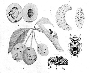 The curculio in its stages of growth, and its fruit
injury.
