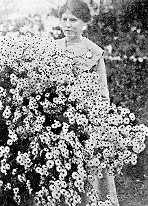 Giant daisy, or chrysanthemum uliginosum.
