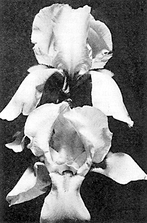 Albert Victor iris, from Mr. Harrison's garden—about
one-third size.