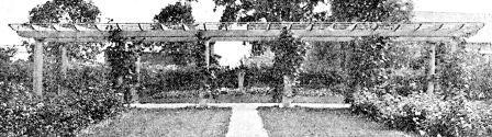 A garden pergola erected last summer on clients' grounds
south of Lake Harriet, Minneapolis—covering walk from house to garden,
sixty five feet long.