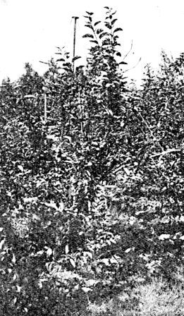 View of apple tree with fruit laden branches supported by
pipe or wire.