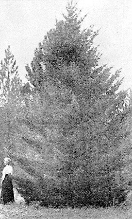 A young Douglas fir.