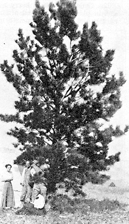 A young Ponderosa pine.