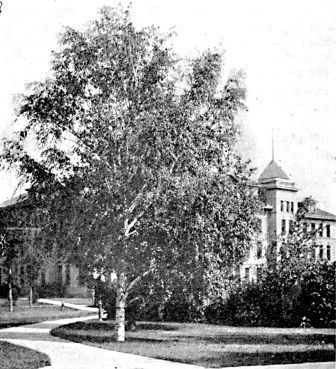 Cat-leaf weeping birch and shrubbery on campus of
Agricultural College at Fargo, N. D.