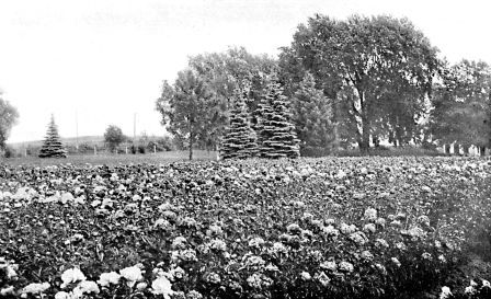 Distant view of a field of three year old seedling
peonies on the grounds of Brand Nursery Co., at Faribault, Minn.