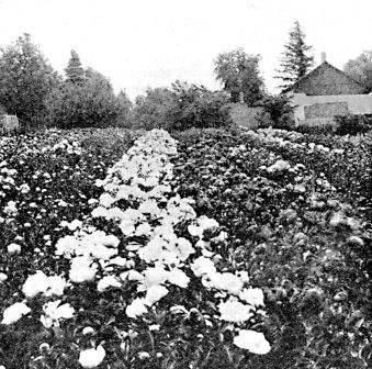 Looking up the rows of a bed of our seedlings three years
after transplanting. The white variety in the centre of the picture is
Frances Willard, considered by us one of the world's best whites. At the
time this picture was taken, the flowers were just opening, so one gets
no idea of the size of the blooms after they open.