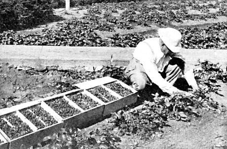 Chas. F. Gardner at work in his everbearing strawberry
experiment grounds.