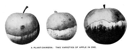 A PLANT-CHIMERA: TWO VARIETIES OF APPLE IN ONE.

Golden Russet and Boston Stripe combined in the same fruit, as the
result of a graft. Trees producing these apples bear only a few fruits
of this combination; the rest of the crop belongs entirely to one or
other of the two varieties concerned. The explanation of these chimeras
is that the original buds of the scion failed to grow, after the graft
was made, but an adventitious bud arose exactly at the juncture of stock
and scion, and included cells derived from both. These cells grow side
by side but remain quite distinct in the same stem, each kind of cell
reproducing its own sort. From "Journal of Heredity," May, 1914.
Published by the "American Genetic Association," Washington, D. C.