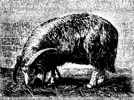 FAT-TAILED SHEEP (FOUR-HORNED RAM).
