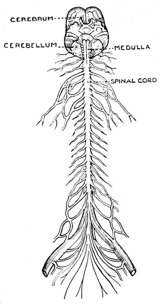 Brain and Spinal Cord Brain and Spinal Cord