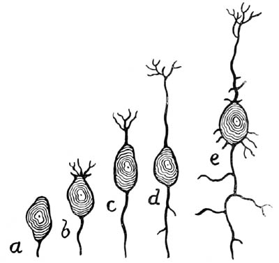 A Neuron in Stages of Development
