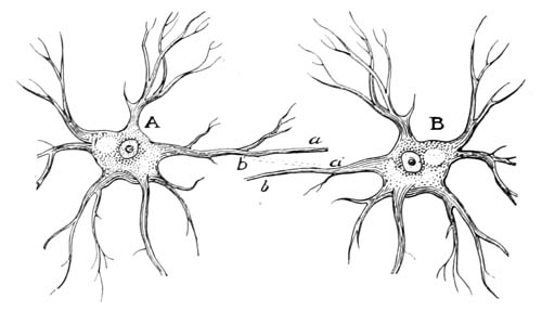 Probable adjusting of nerve ends during active attention
