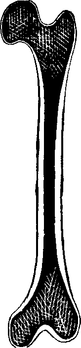Illustration:
Fig. 8. Thigh-bone, sawn open lengthwise.