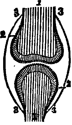 Illustration:
Fig. 17. Bones of a joint.