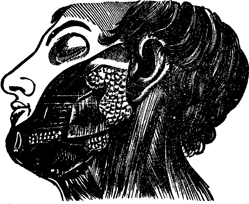 Illustration:
Fig. 27. The salivary glands. 