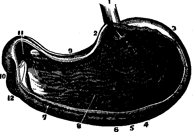 Illustration:
Fig. 28. A representation of the interior of the stomach.