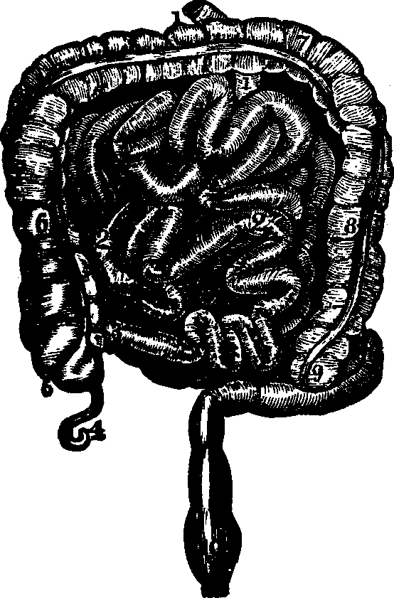 Illustration:
Fig. 29. Small and large intestines. 