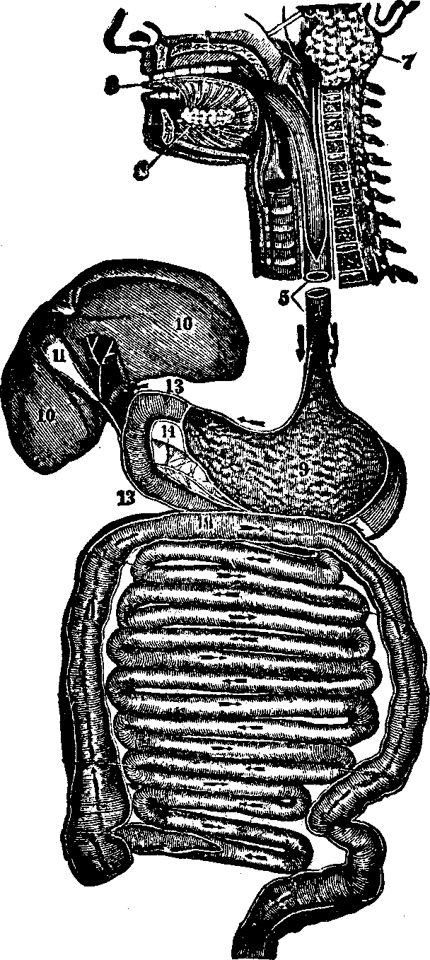 Illustration:
Fig. 34. Digestive organs. 