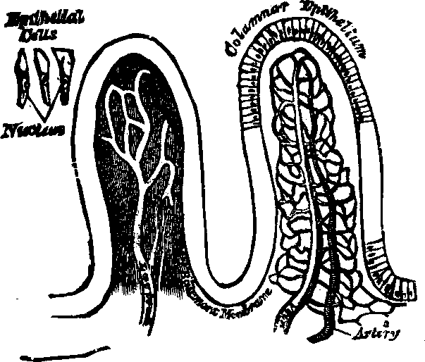 Illustration:
Fig. 35. Villi of the small intestine greatly magnified.