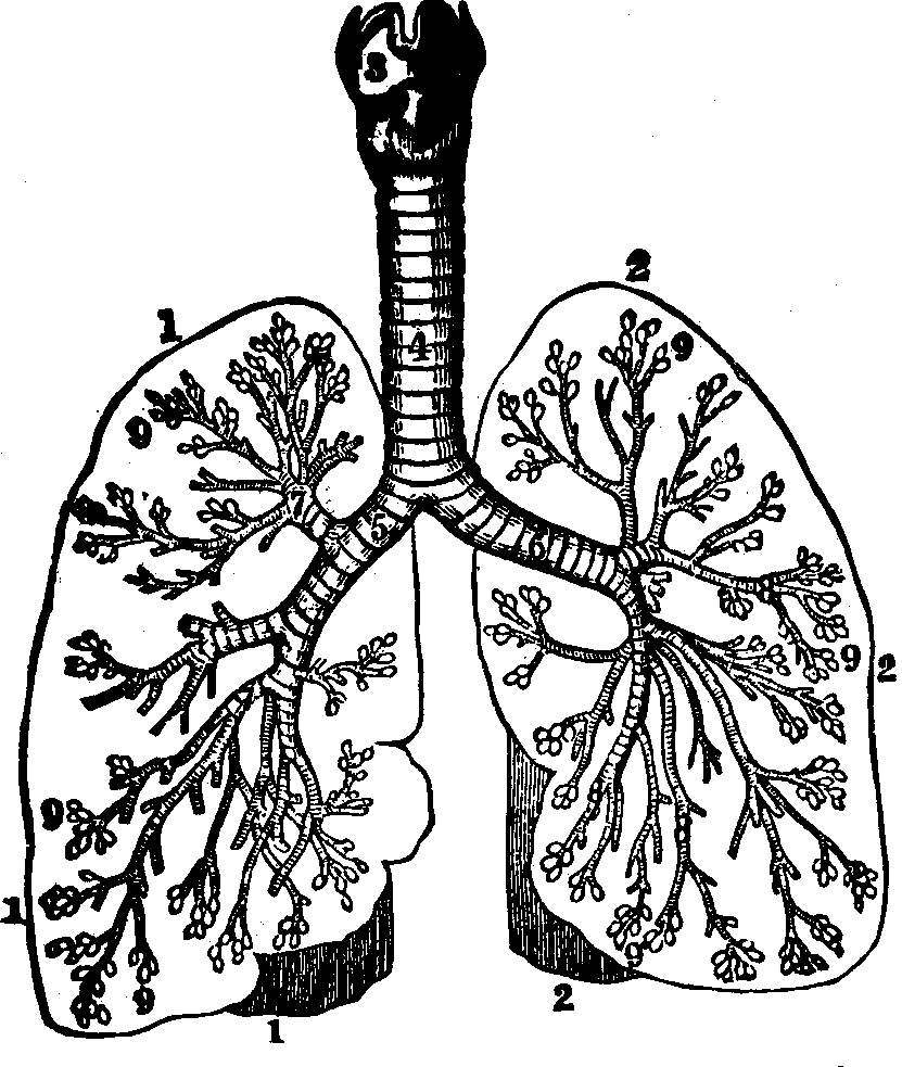 Illustration:
Fig. 43. An ideal representation of the respiratory organs. 