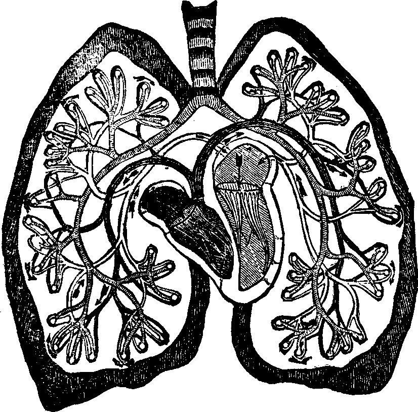 Illustration:
Fig. 45. View of the pulmonary circulation.