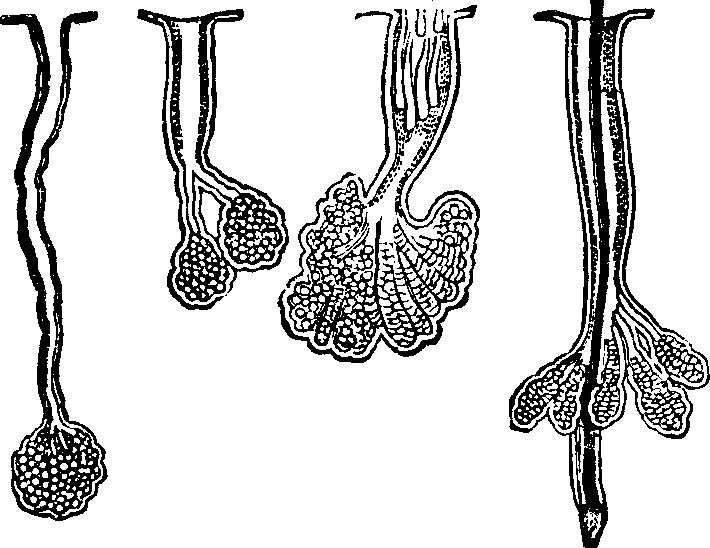 Illustration:
Fig. 49. A representation of oil-tubes from the scalp and nose.