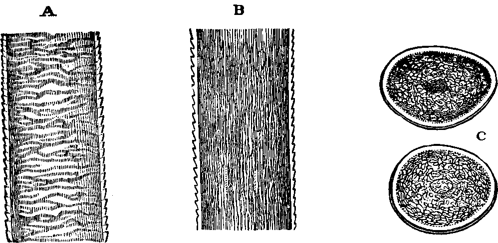 Illustration:
Fig. 51. Structure of the human hair.