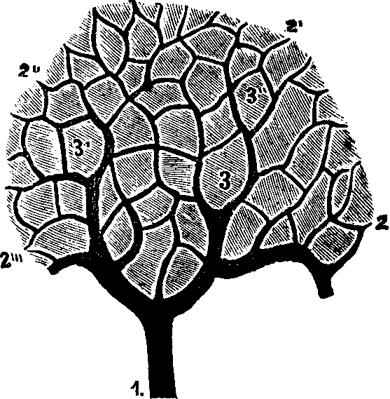 Illustration:
Fig. 52. Section of the Liver, showing the ramifications of the portal vein.