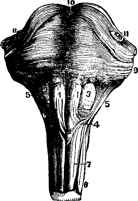 Illustration:
Fig. 58.