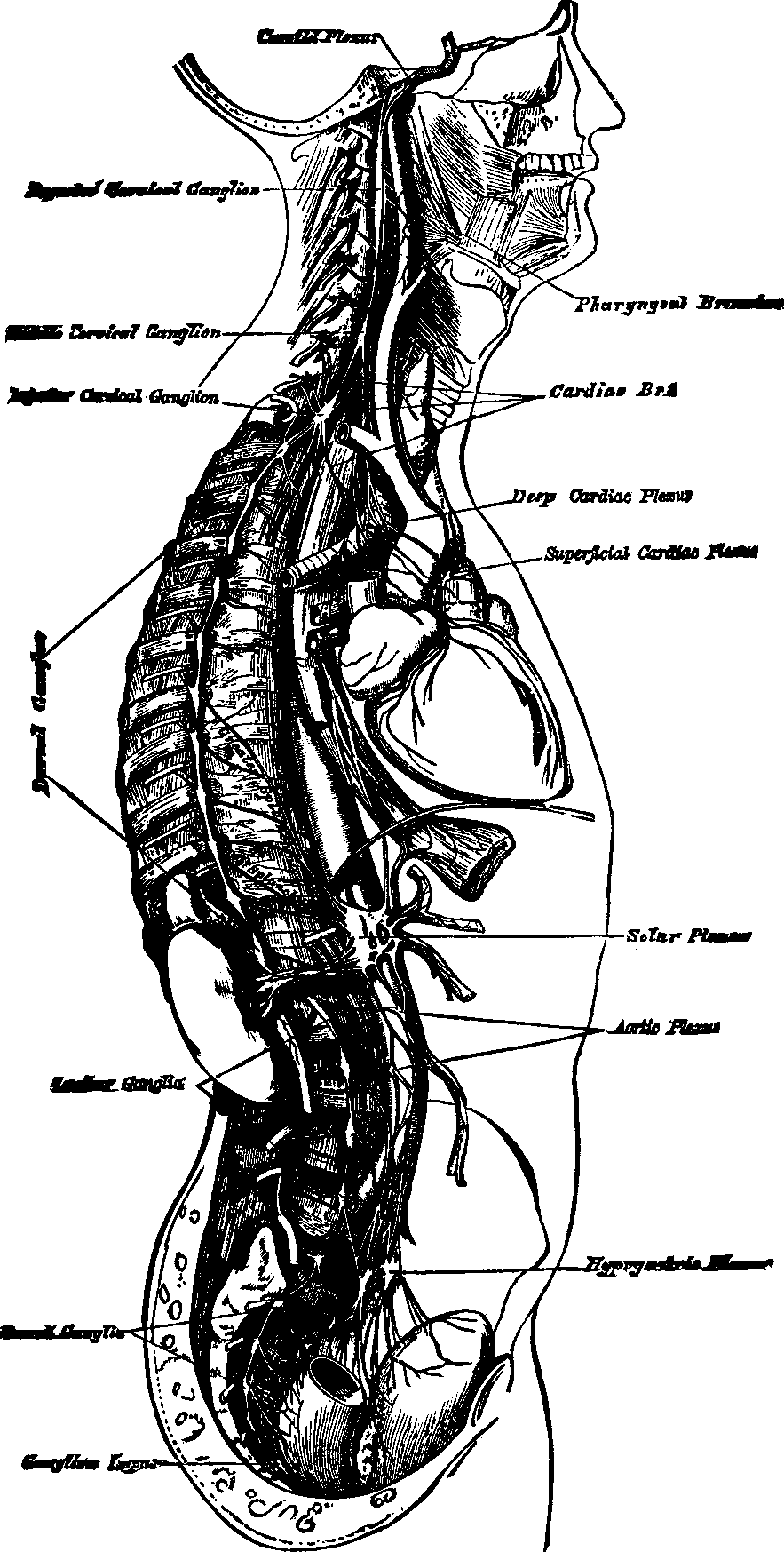 Illustration:
Fig. 61. Course and distribution of the great Sympathetic Nerve