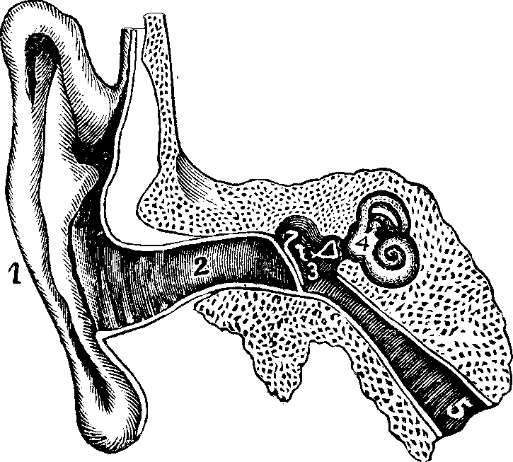 Illustration:
Fig. 64. Internal and external ear.