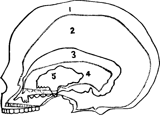 Illustration:
Fig. 76. Outline of Skulls. 
