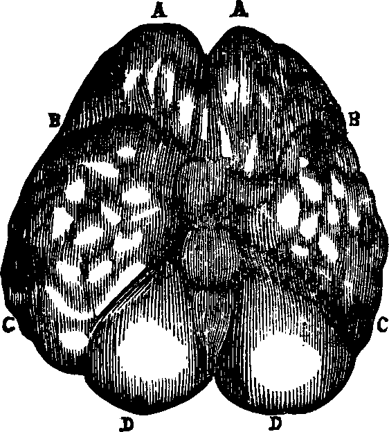 Illustration:
Fig. 84. American Indian. 