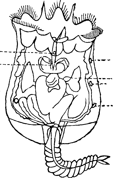 Illustration:
Fig. 99. Rotiferia; Brachionus Urceolaris; largely magnified.
