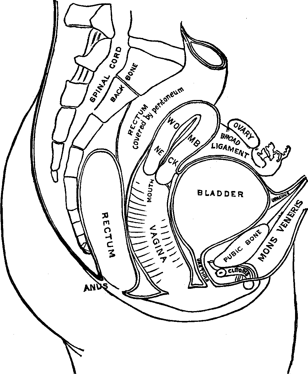 Illustration:
Fig. 102. Outline of the Female Urinary and Generative Organs.
