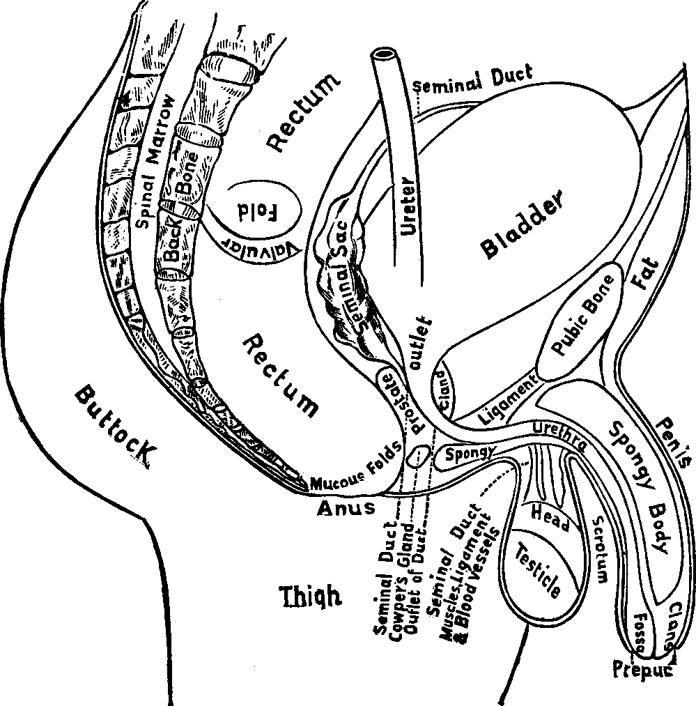 Illustration:
Fig. 103. Outline of the Male Reproductive Organs.
