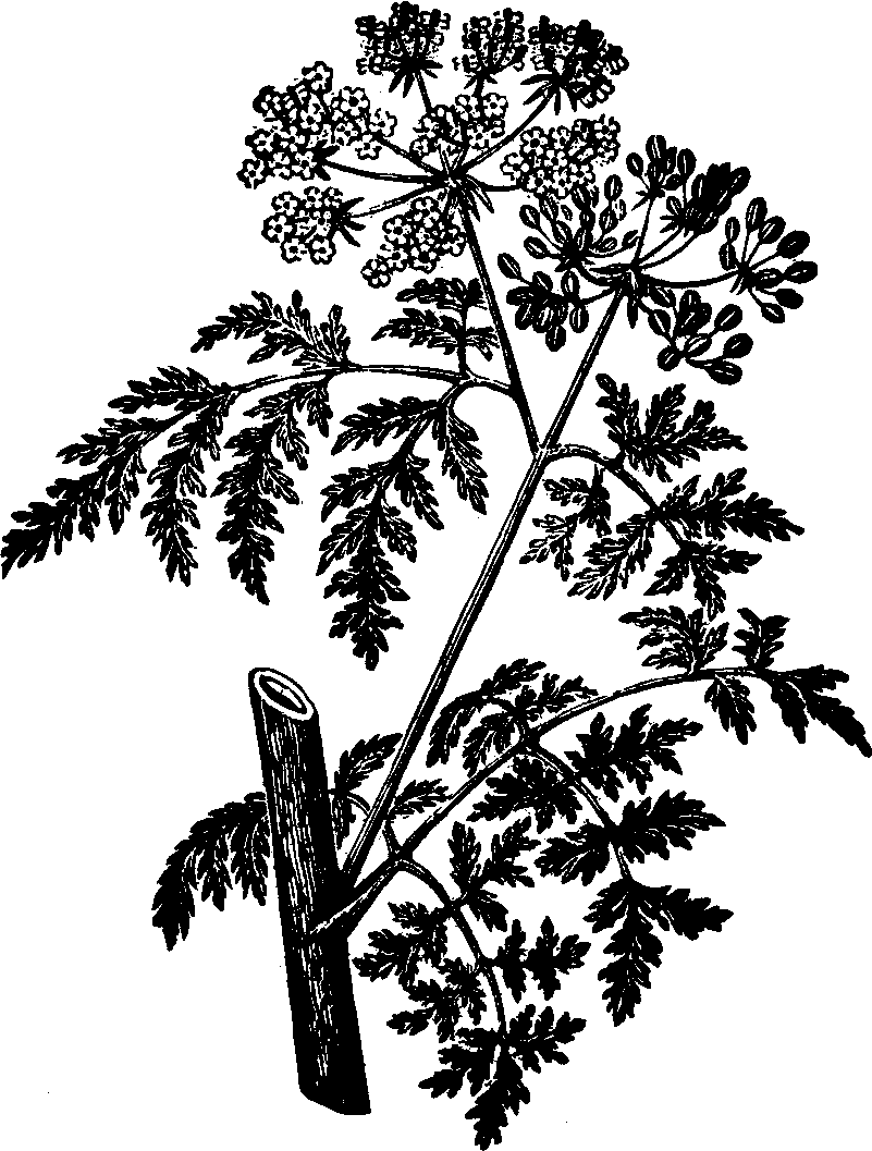 Illustration:
Fig. 116. Poison Hemlock. 