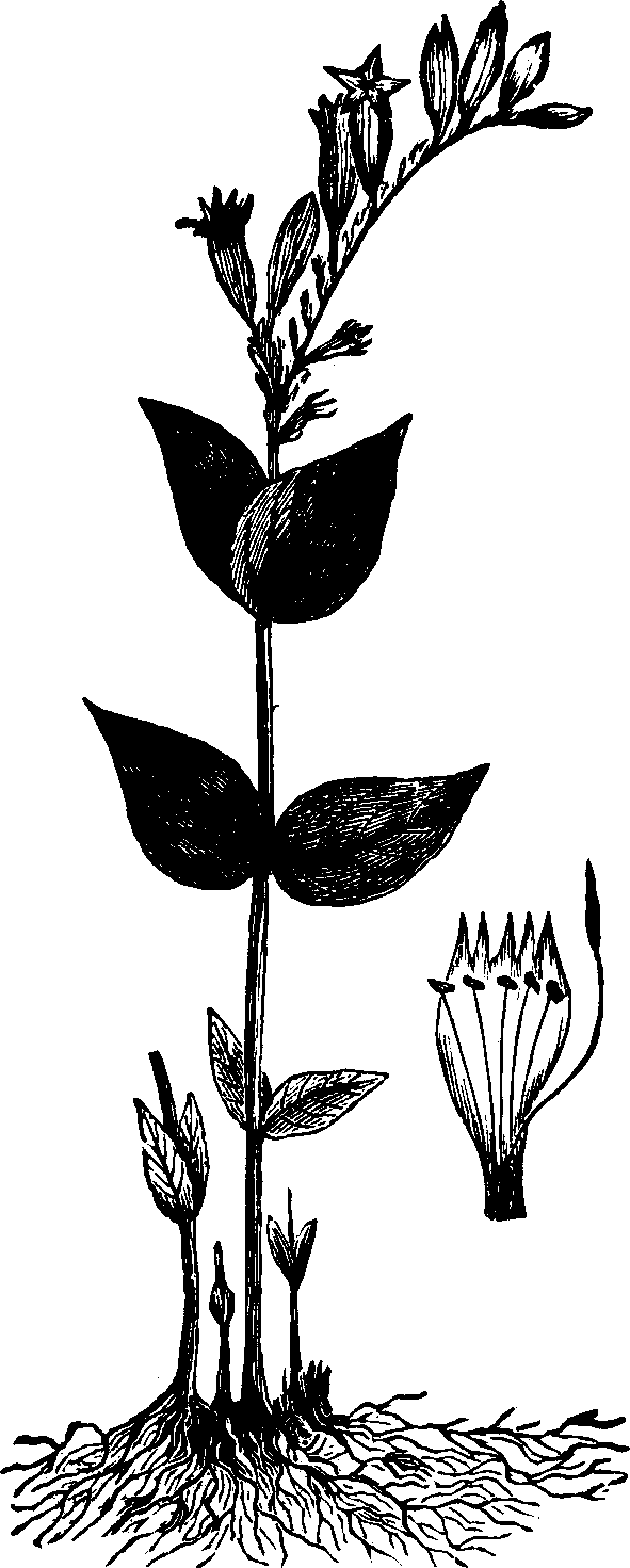 Illustration:
Fig. 117. Pink Root.