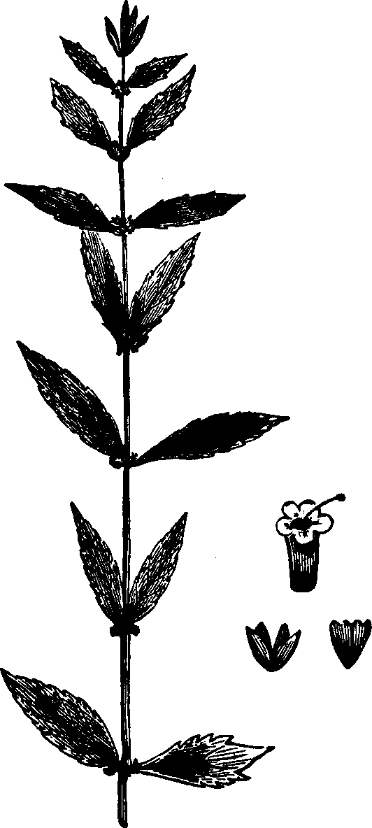 Illustration:
Fig. 123. Bugle-weed. 
