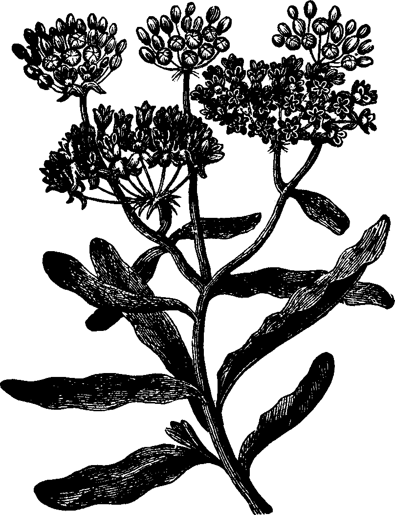 Illustration:
Fig. 127. Pleurisy-root. 