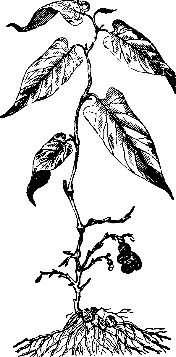 Illustration:
Fig. 128. Virginia Snake-root. 