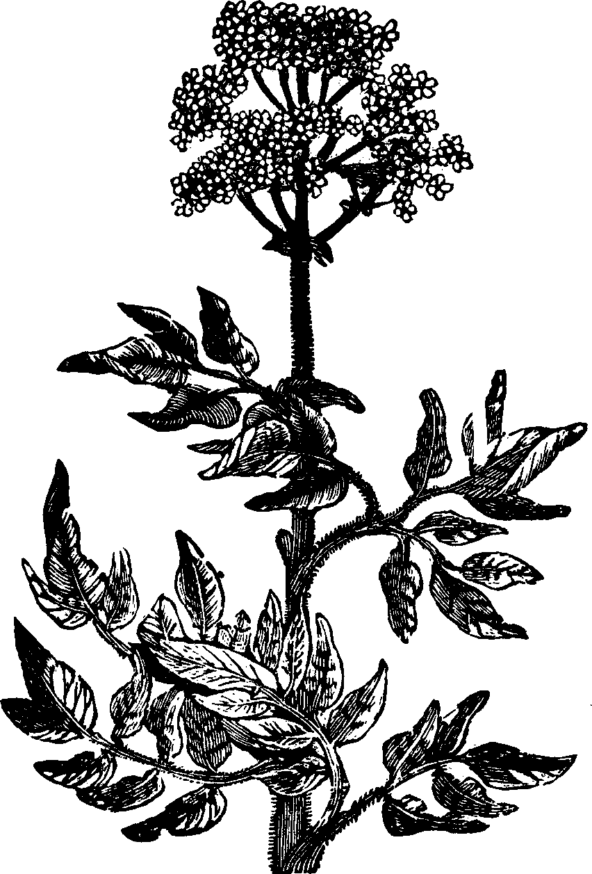 Illustration:
Fig. 130. Marsh-mallow. 