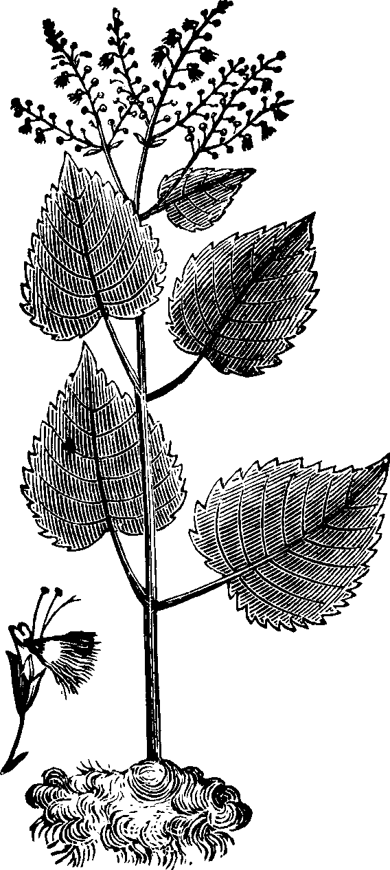 Illustration:
Fig. 131. Stone-root. 