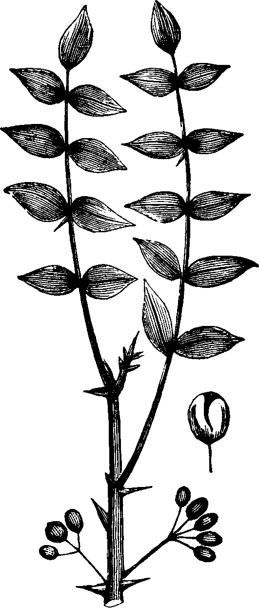 Illustration:
Fig. 138. Prickly-ash. 